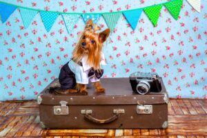 Consejos para viajar a Marruecos con mascotas